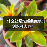 什么让足坛经典绝杀时刻永驻人心？（图4）