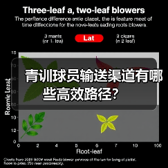 青训球员输送渠道有哪些高效路径？（图2）